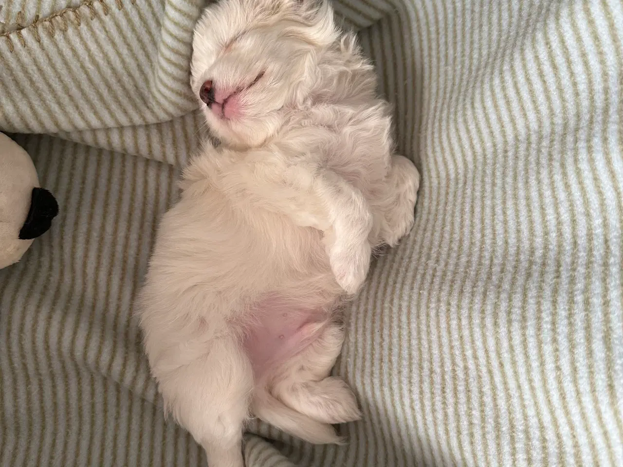 Billede 2 - Hundehvalp boomer (shih szu & Malteser). 