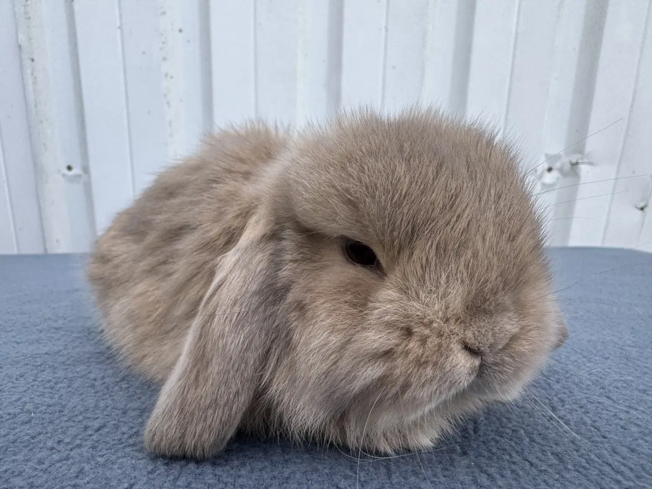 Billede 3 - Mini lop hankanin