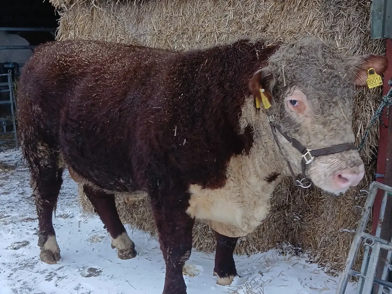 Billede 1 - Super flot hereford tyr 