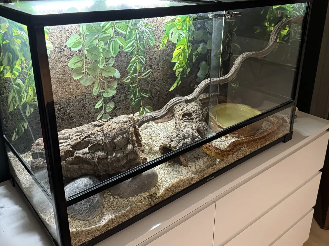 Billede 2 - Terrarie inkl indhold