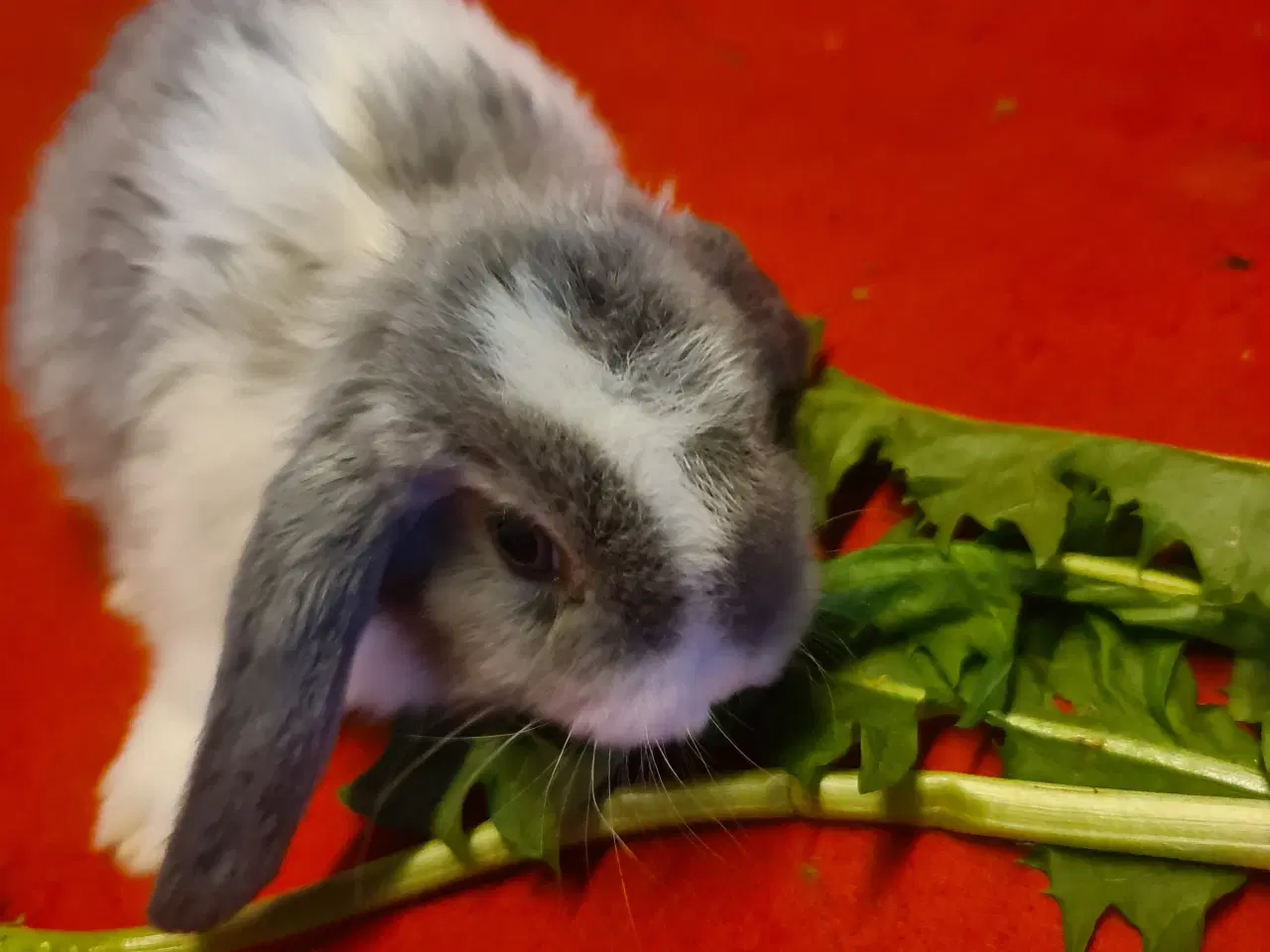 Billede 17 - Mini Lop Kaninunger 