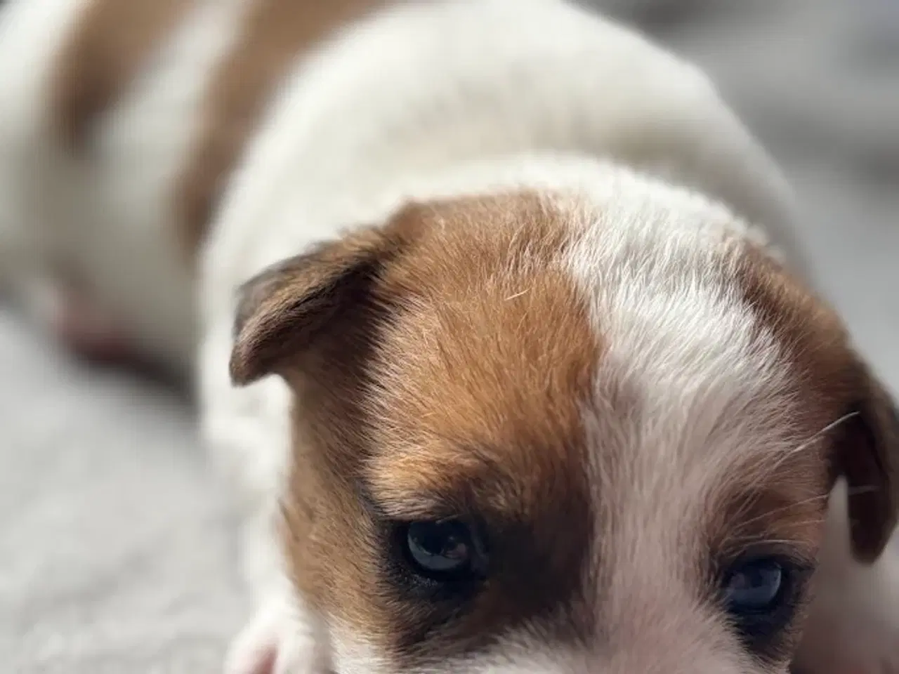 Billede 10 - Jack Russell med sjæl og stil