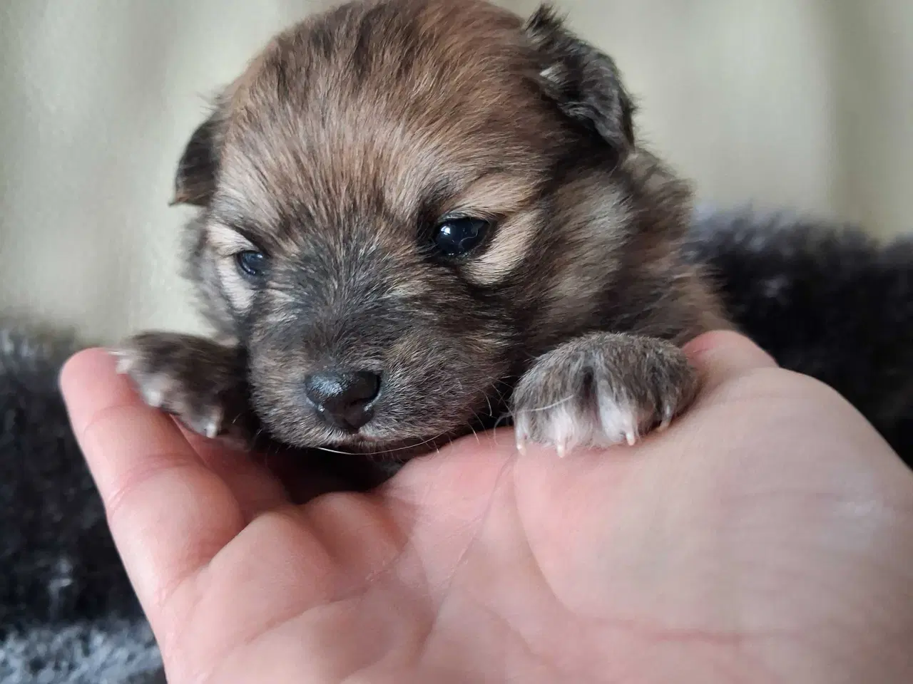 Billede 1 - Skøn lille Pomchi hvalp