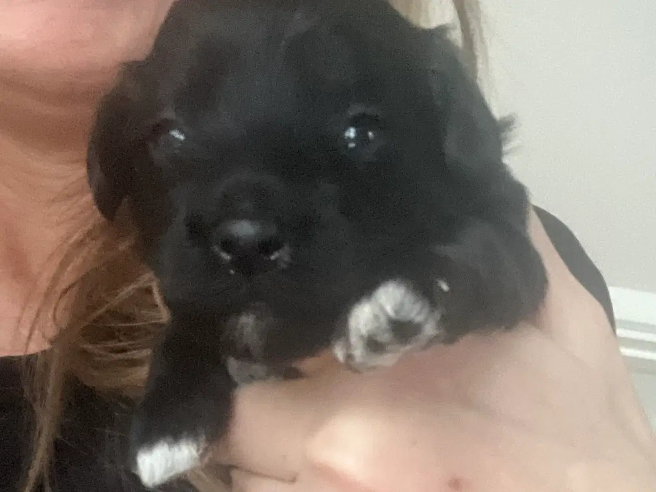 Billede 4 - Puddel malteser shitsu cotten hvalpe