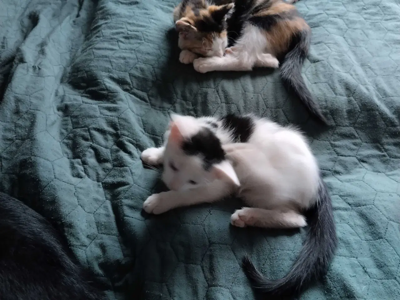 Billede 6 - Kærlige, søde, renlige og legesyge killinger
