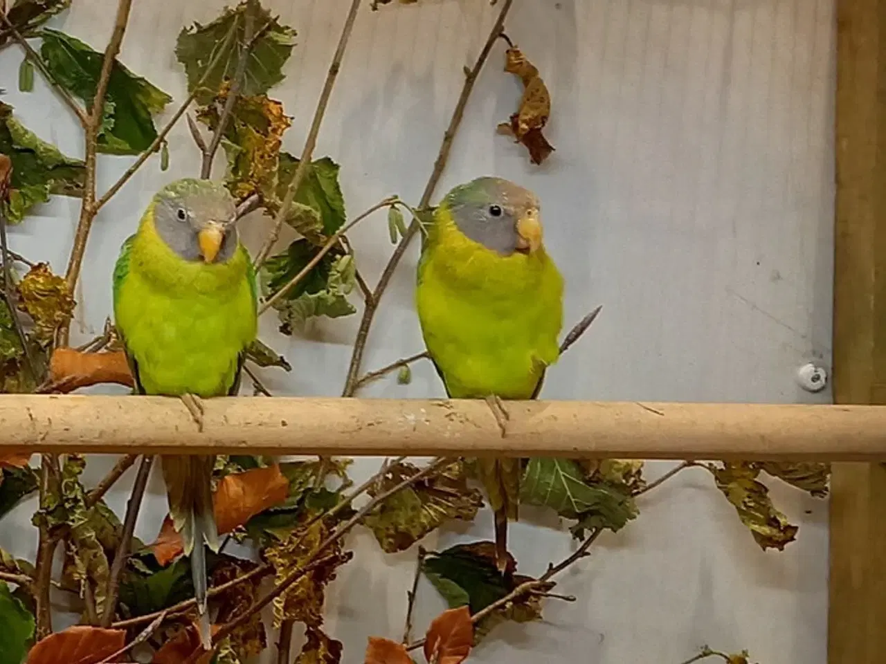 Billede 1 - blommehovedet parakitter