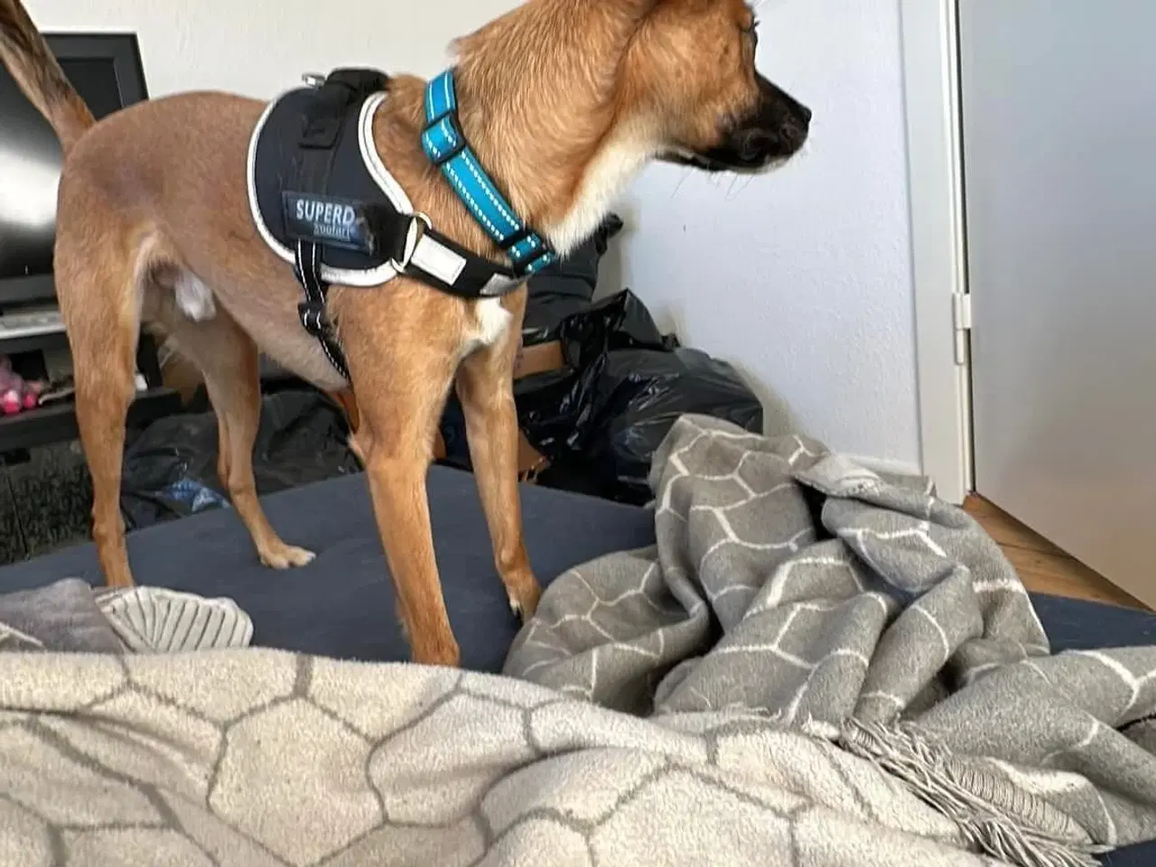 Billede 3 - Hund søger nyt hjem 