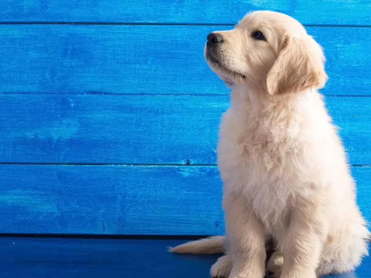 Billede 1 - Søger golden retriever.