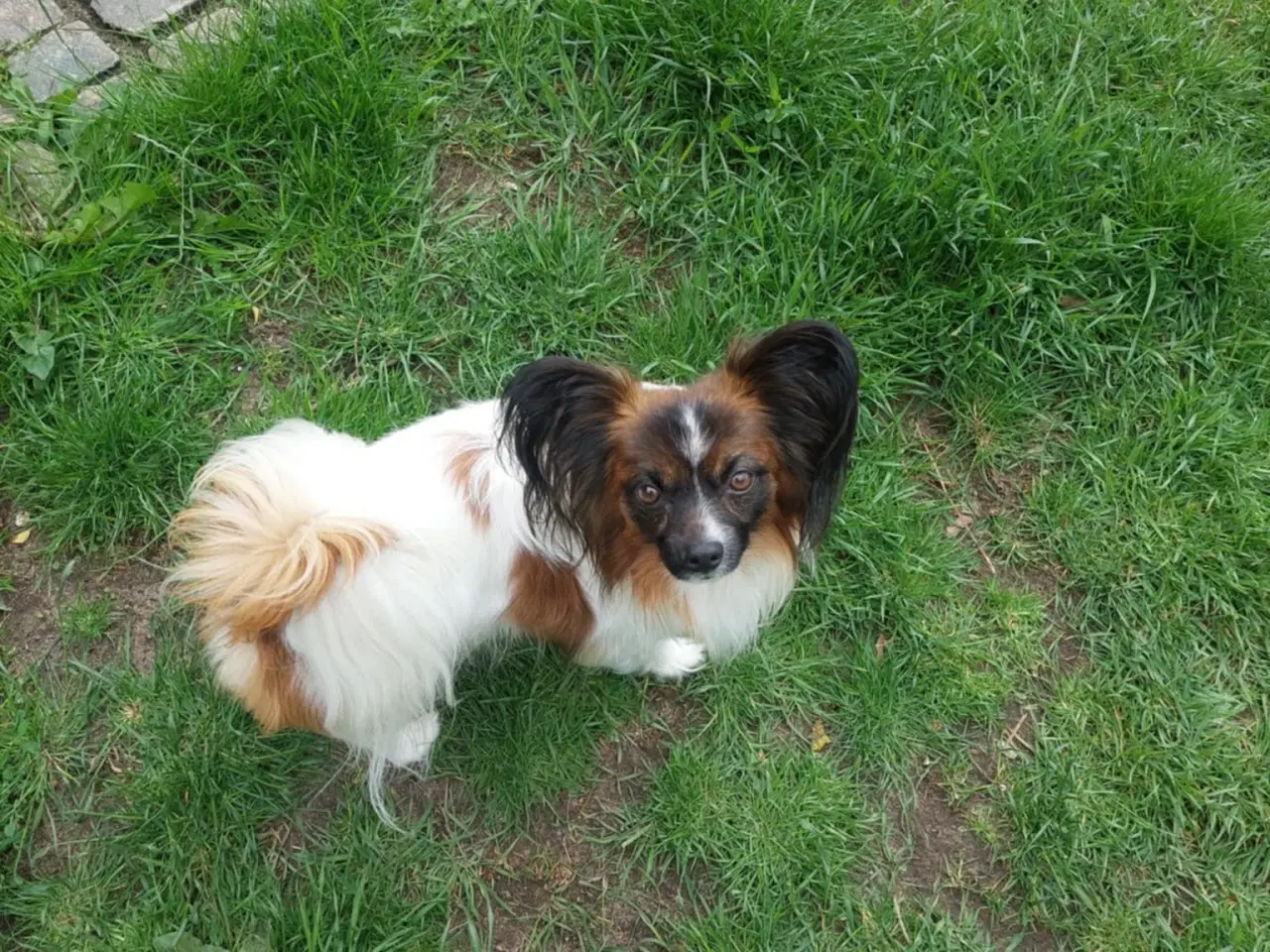 Billede 5 - Papillon dreng 3 år