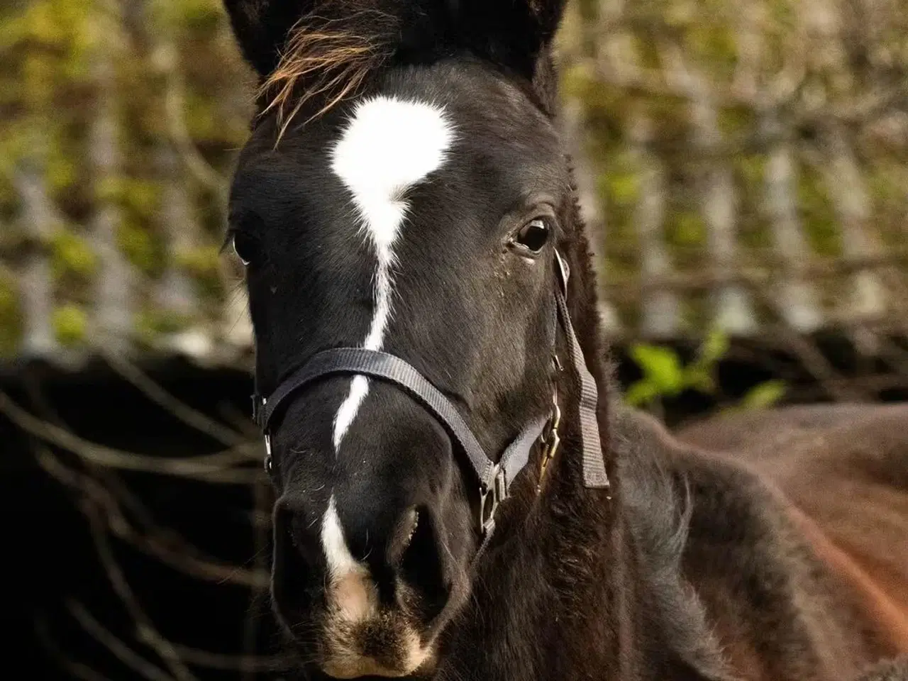 Billede 2 - Oldenborg sort forædlet hingsteføl 