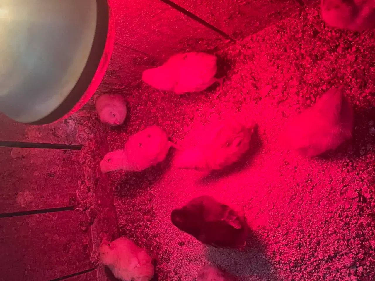 Billede 3 - Grønlæggere kyllinger 