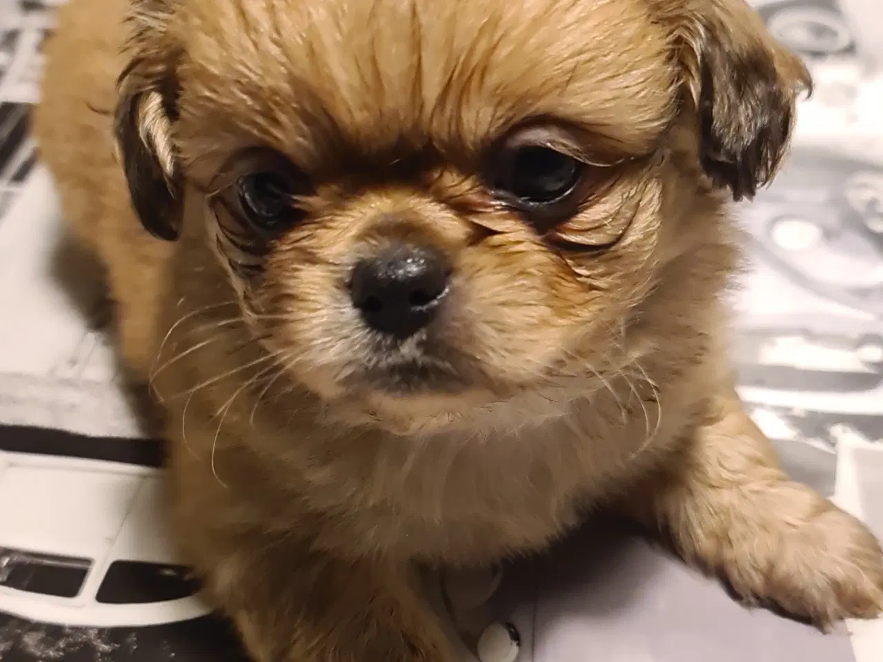 Billede 1 - Chihuahua/pekingeser blanding 