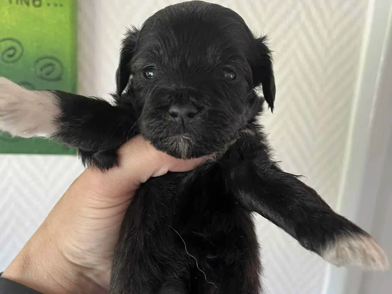 Billede 5 - Lhasa Apso blandings hvalpe