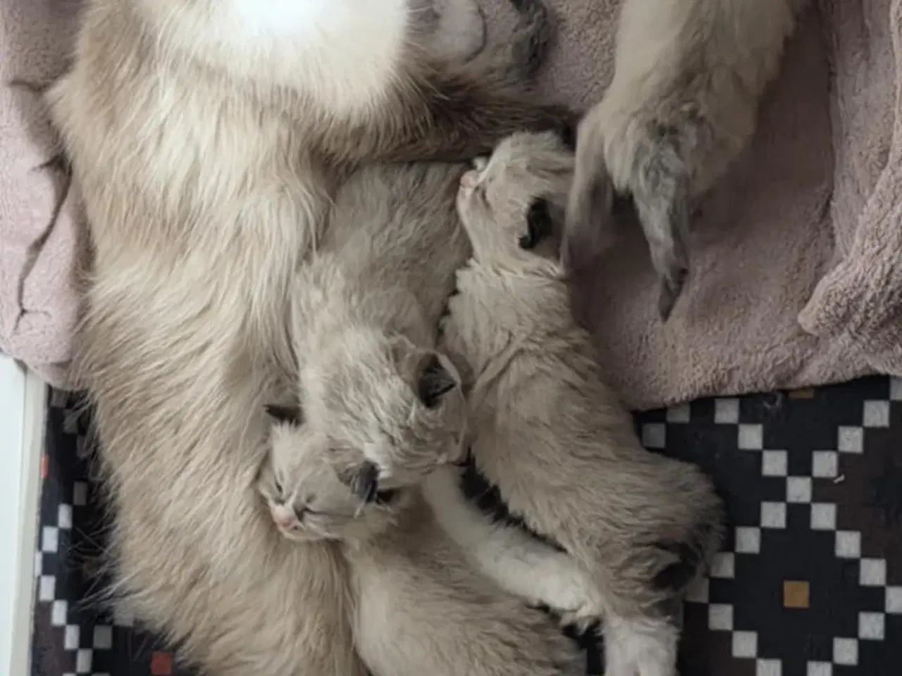 Billede 6 - De Skønneste Ragdoll Killinger Søger Kærlige Hjem