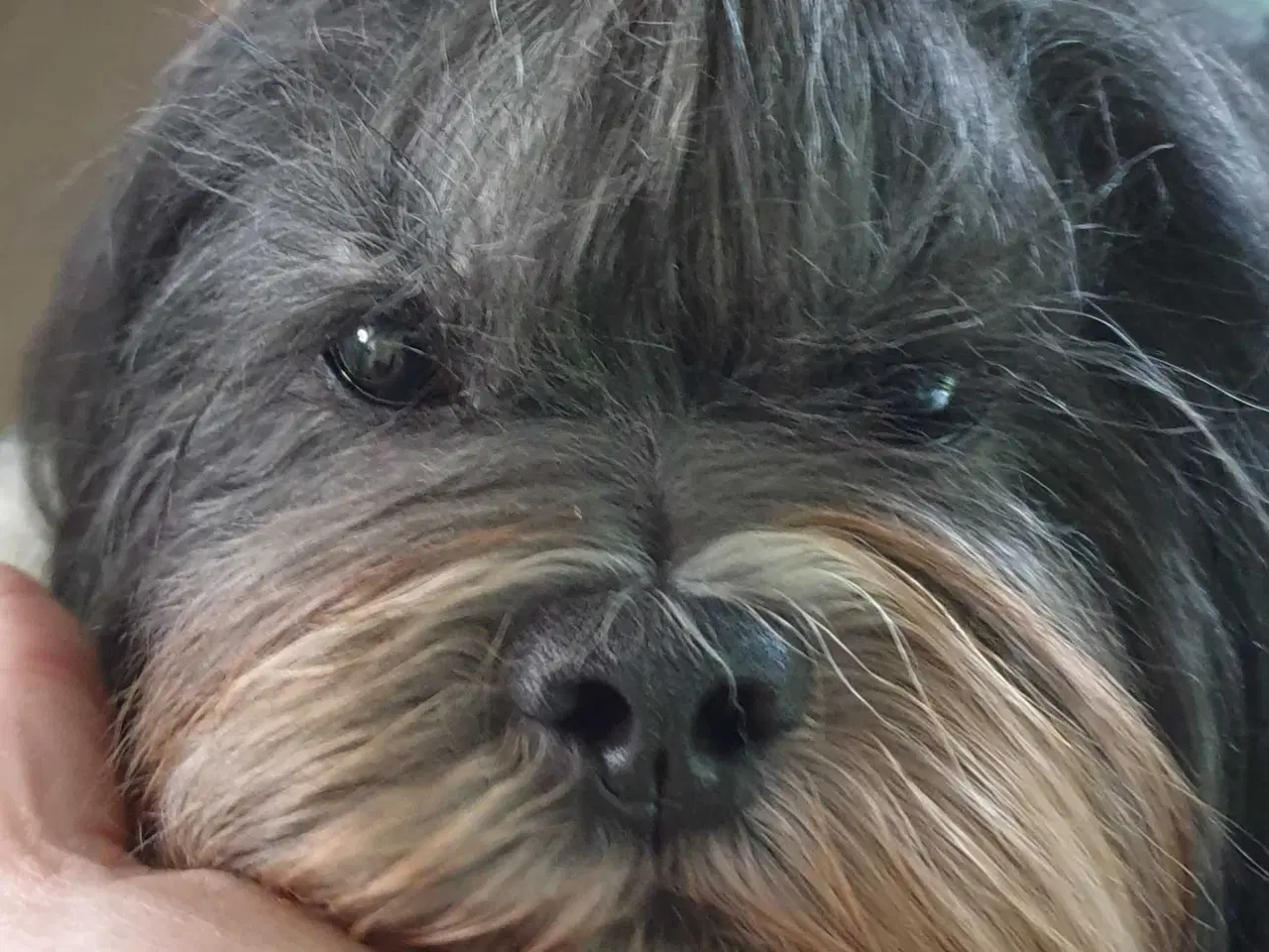 Billede 19 - Lhasa Apso - smukke Harley 🐾💕