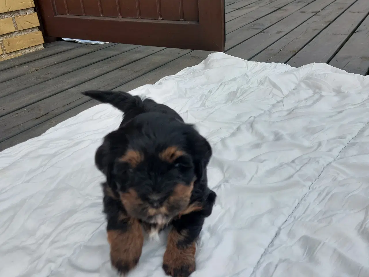 Billede 4 - Bichon Havaneser 