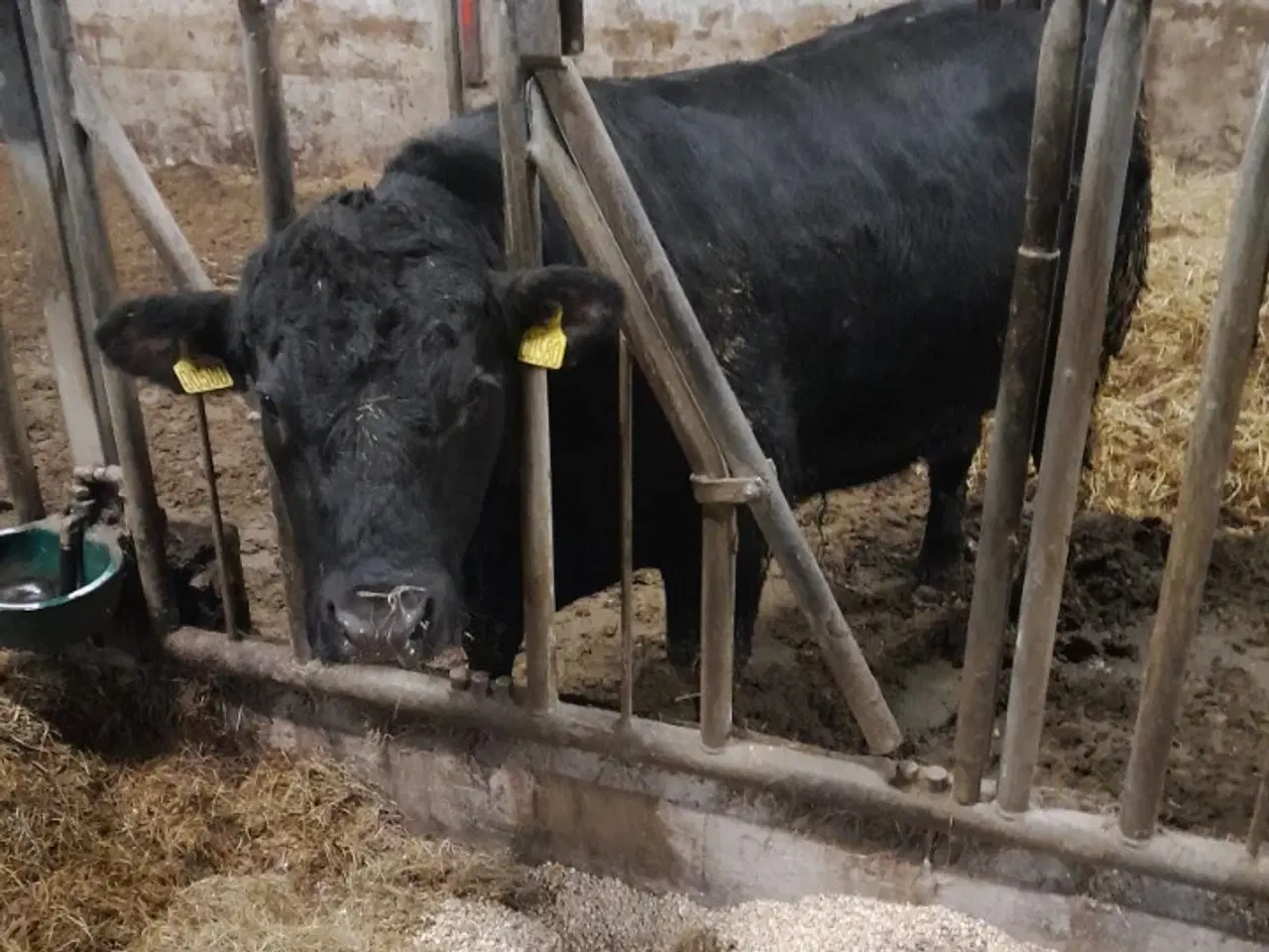 Billede 1 - Angus tyr