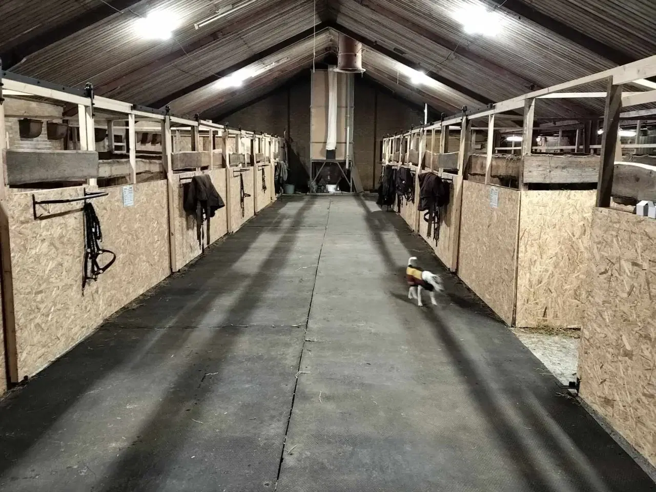 Billede 2 - Opstaldning med ridehus, ridebane og ovalbane 