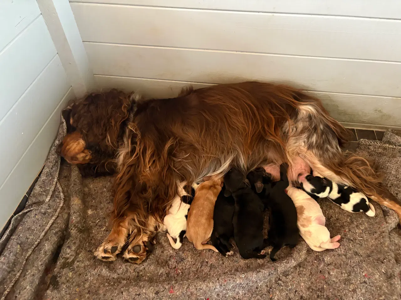 Billede 9 - Engelsk cocker spaniel hvalpe 
