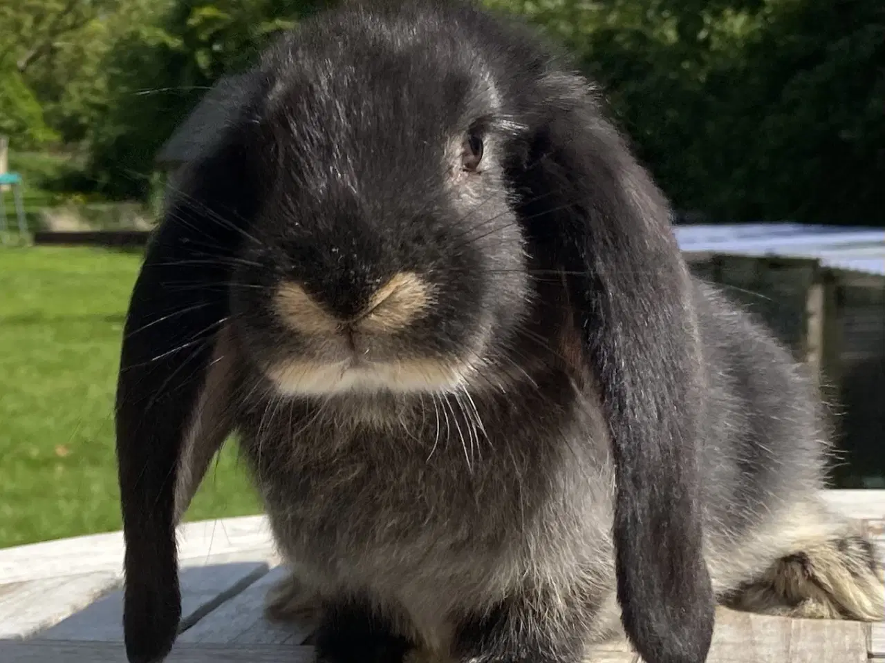 Billede 1 - FRANSK VÆDDER HUN SORT OTTER