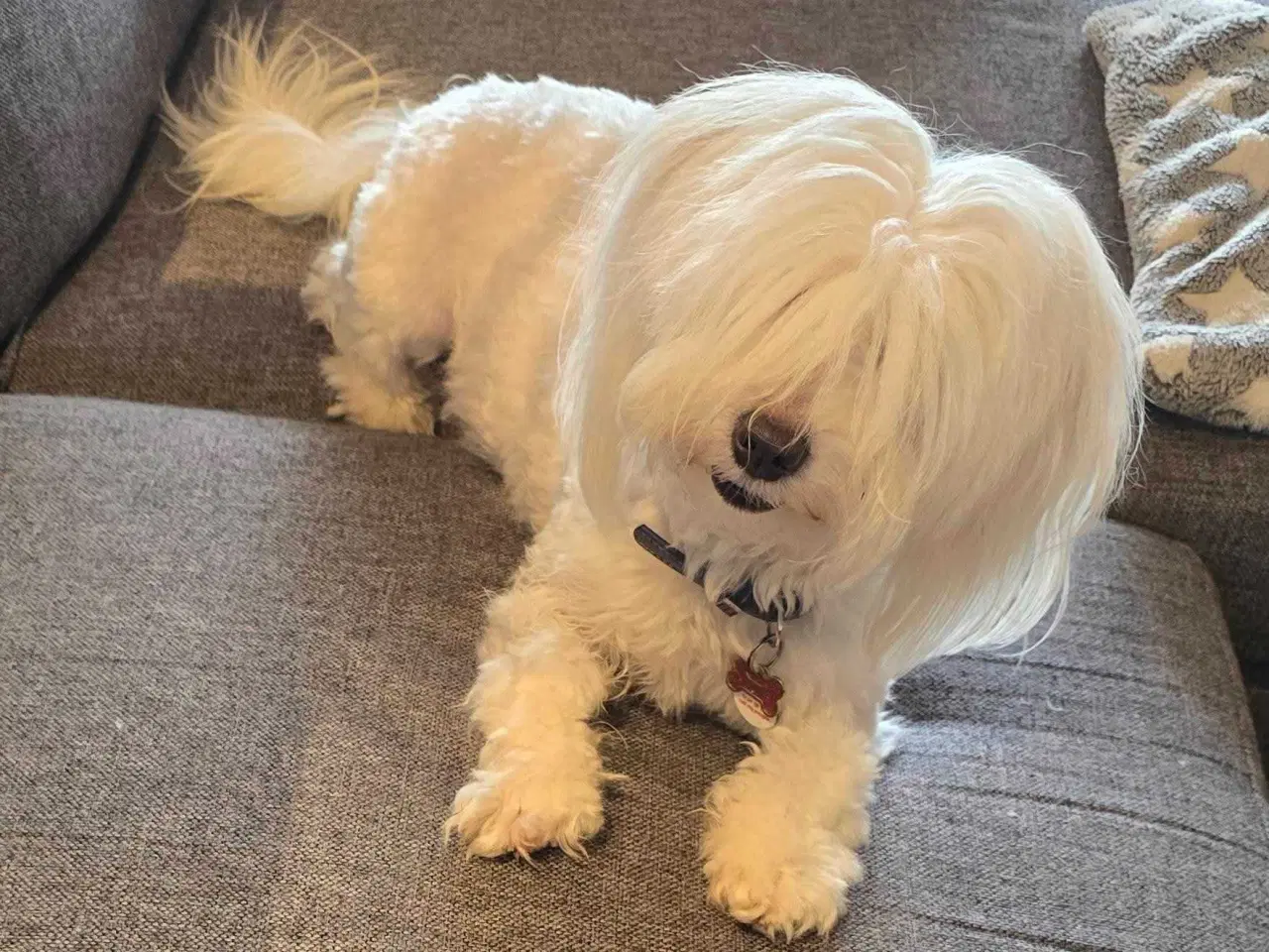 Billede 5 - Hvalpe sælges - Coton de Tulear