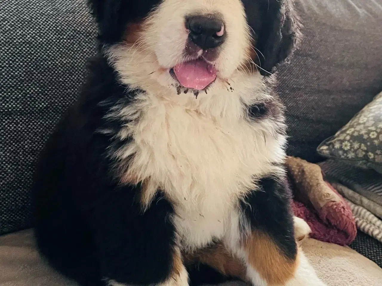 Billede 10 - Berner Sennen & Labrador - Bedækning tilbydes