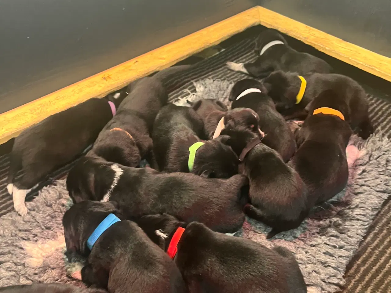 Billede 2 - Rulaber ( Labrador-Ruhåret hønsehund )