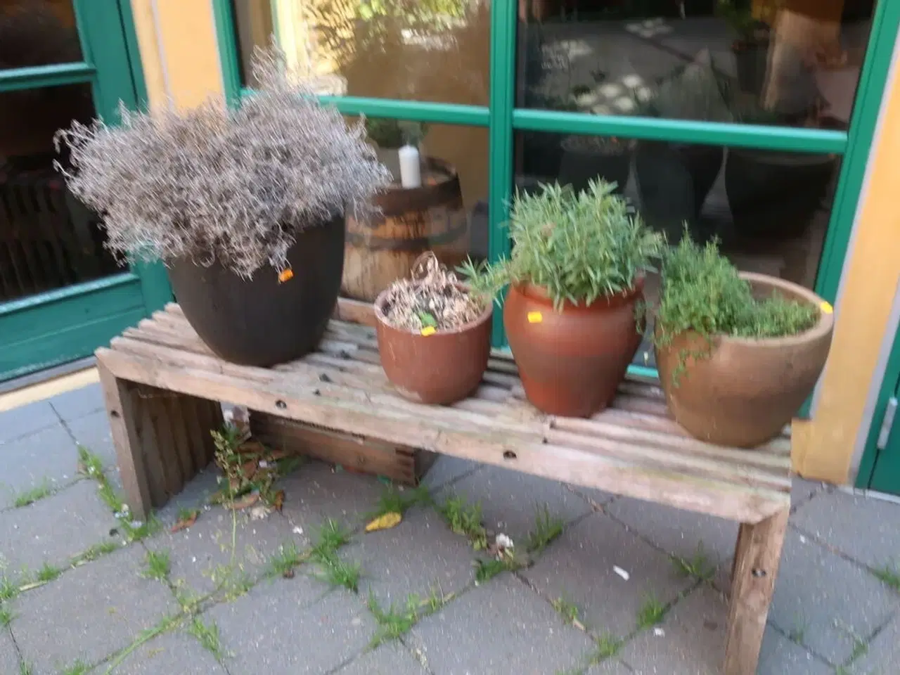 Billede 1 - 4 stk. planter