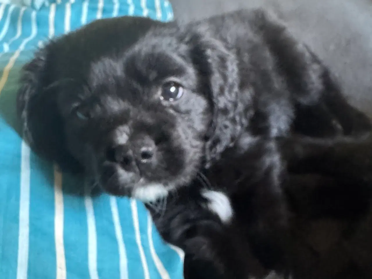 Billede 3 - Cavalier hanhund