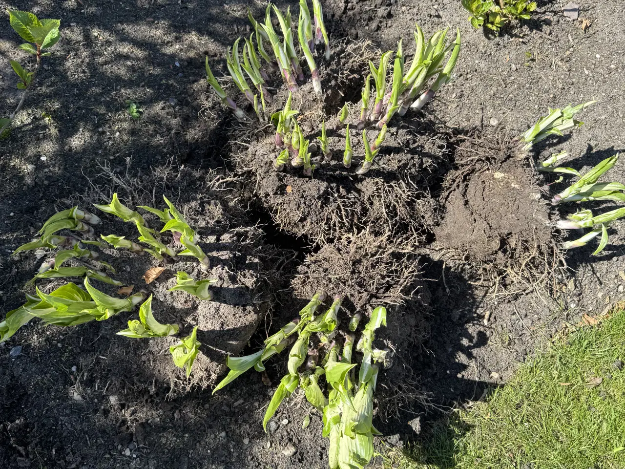 Billede 1 - Eksklusive store Hosta (Funkia) – kraftige 