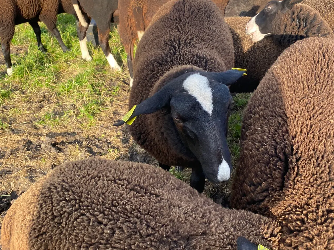 Billede 5 - Zwartbles vædderlam til salg 