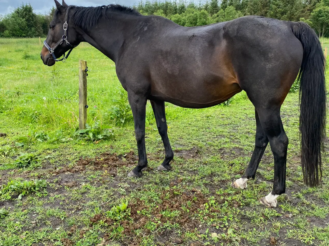 Billede 3 - Skovturs hest med føl