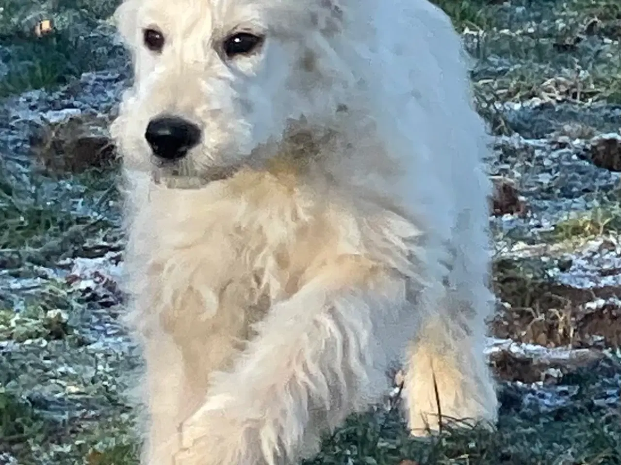 Billede 3 - GoldenDoodle hvalp - dreng