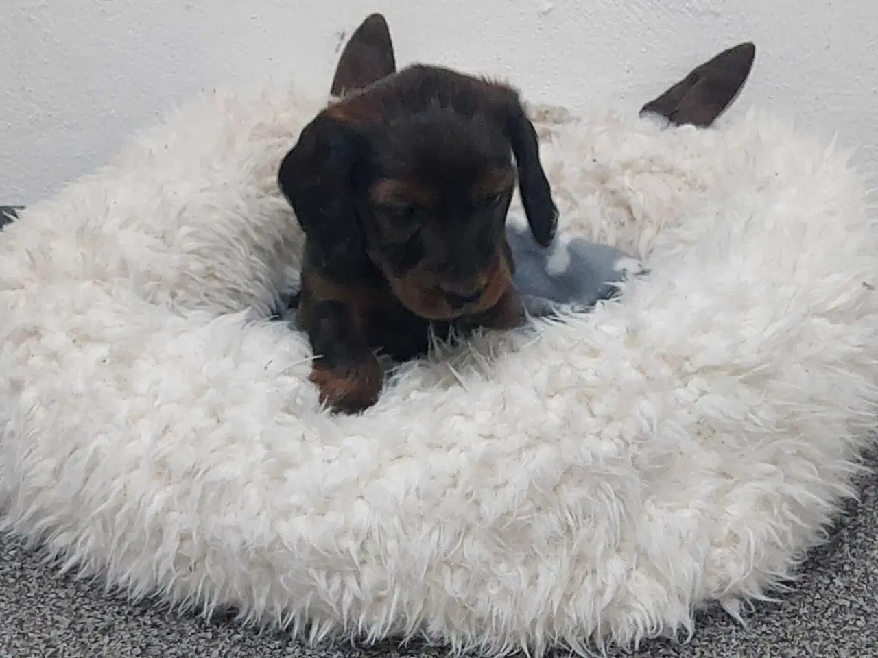 Billede 5 - Langhåret gravhunde