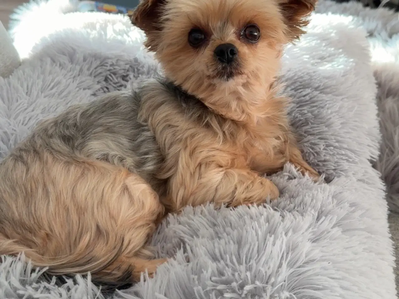 Billede 8 - Yorkshire terrier 