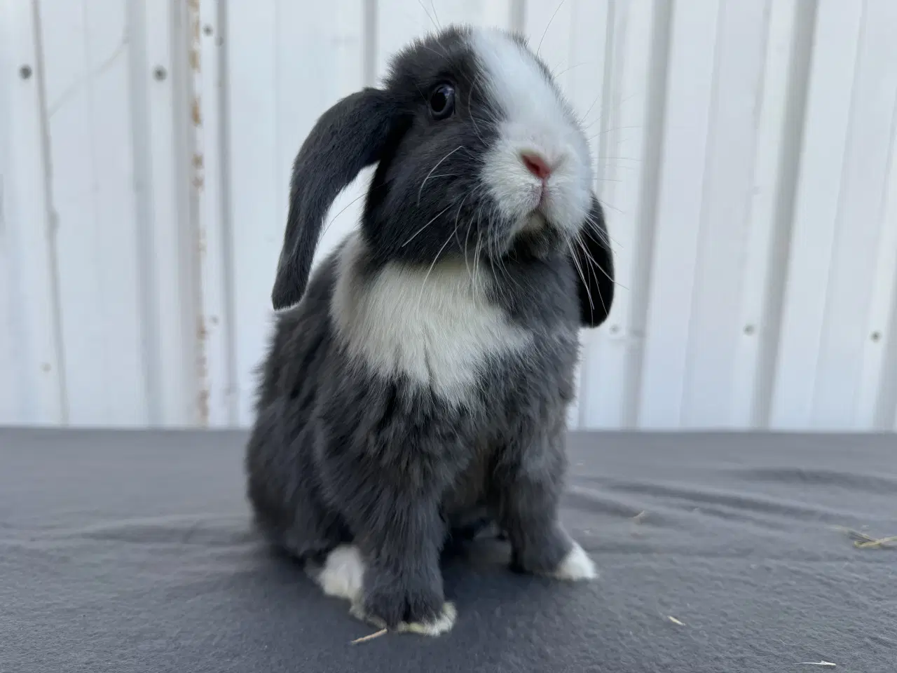 Billede 2 - Dværgvædder/Mini lop hunkanin 