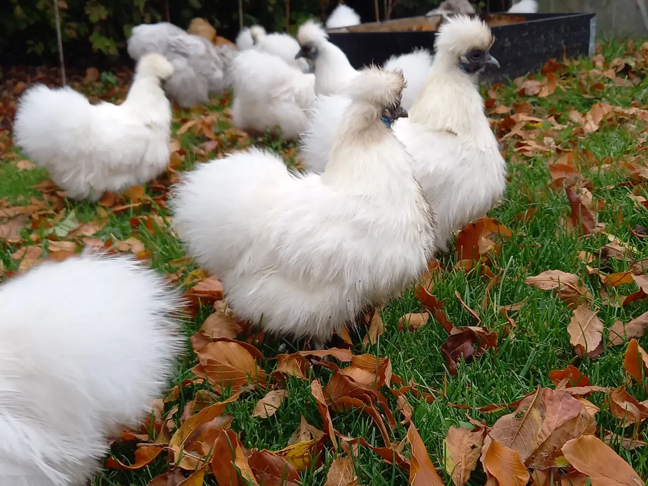 Billede 5 - 15 fine små dværg silkehøns