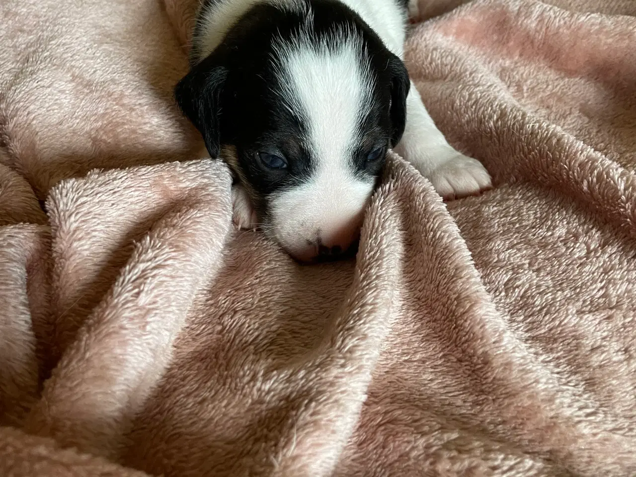 Billede 7 - Dansk Svensk gårdhunde hvalpe