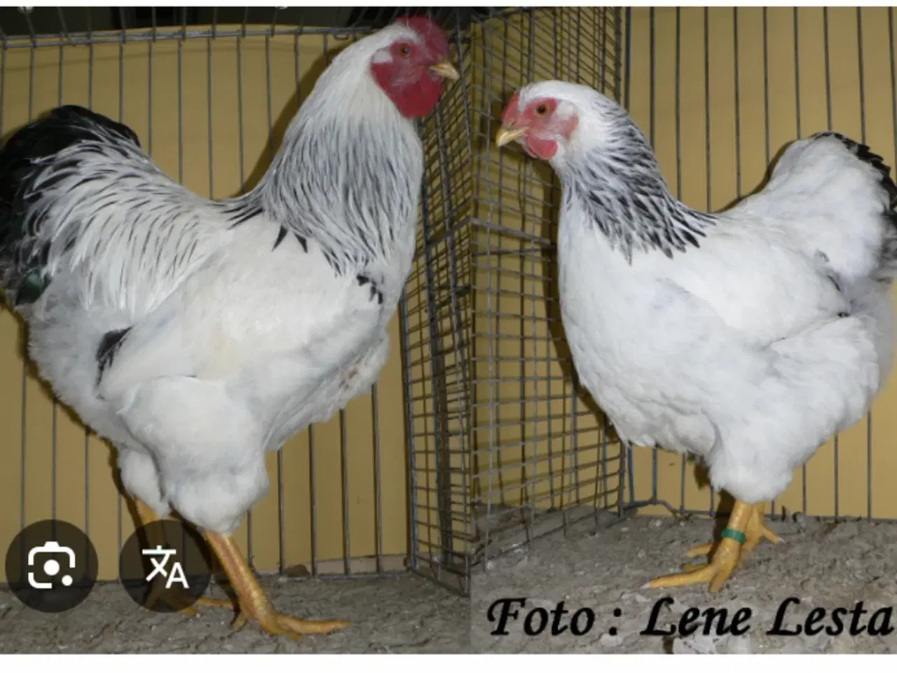 Billede 2 - Ruge æg søges