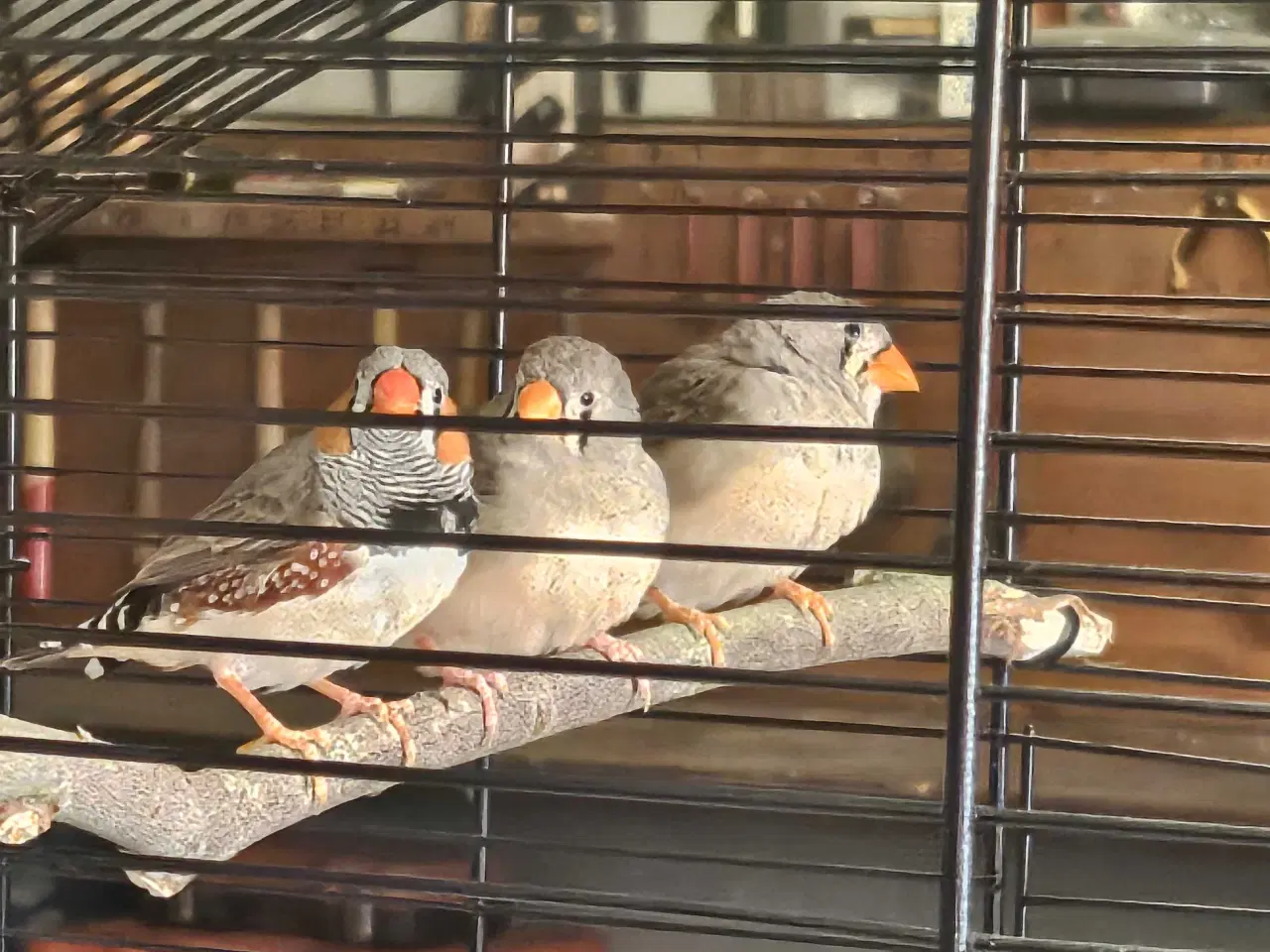 Billede 1 - zebrafinker unger.