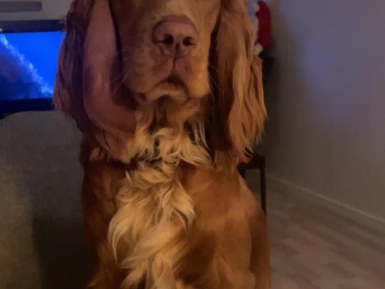 Billede 6 - Lækre Cocker Spaniels 