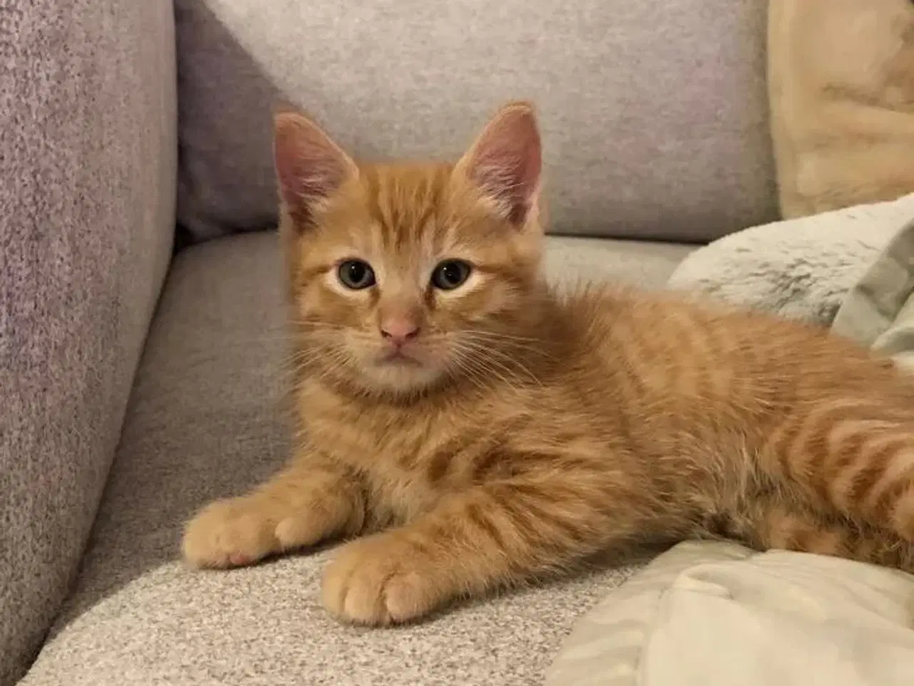 Billede 1 - Rød han Maine Coon-blandingskillinger