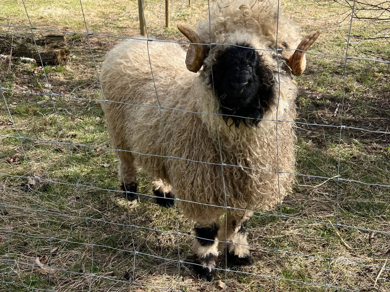Billede 2 - Valais Blacknose vædder