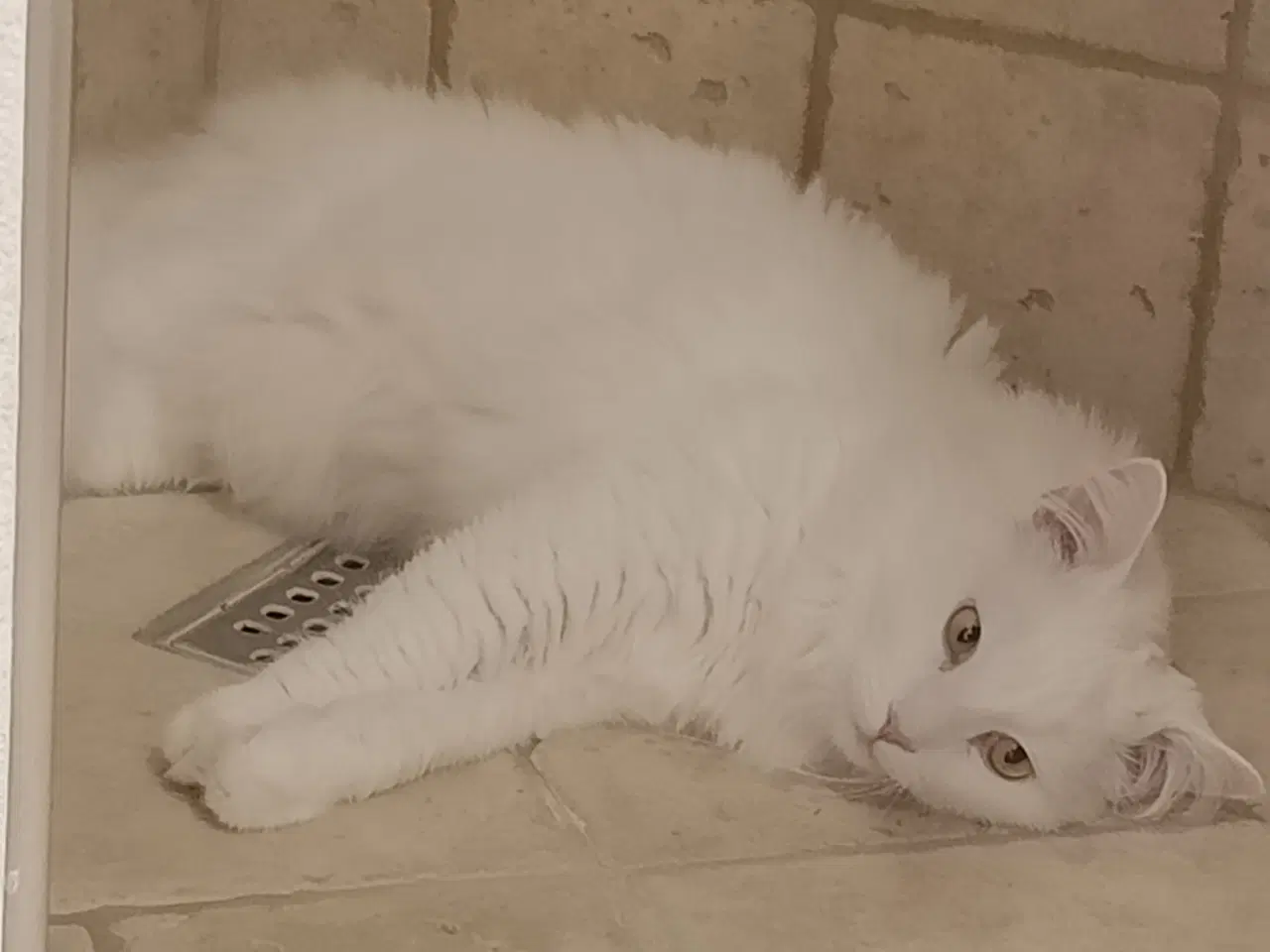 Billede 2 - Hankat blanding