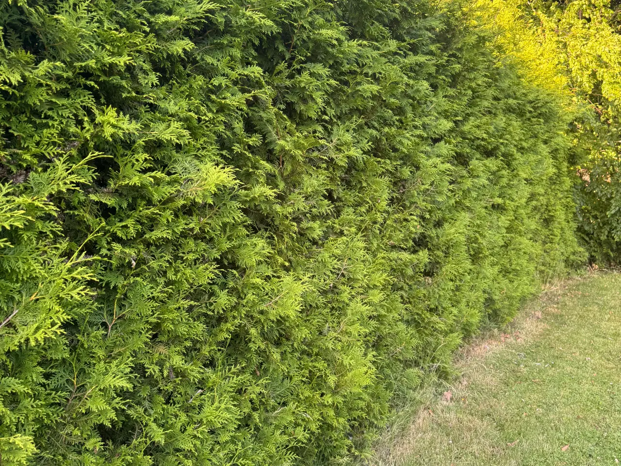 Billede 2 - Flotte Thuja 'Brabant' til salg – perfekt til hæk!