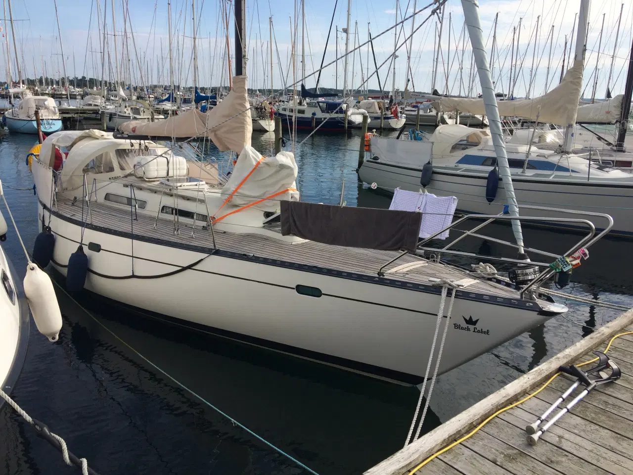 Billede 2 - Blue Dane 32