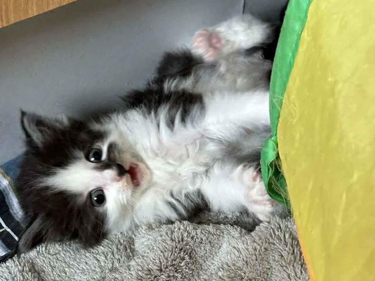 Billede 3 -  Skønne Maincoon killinger