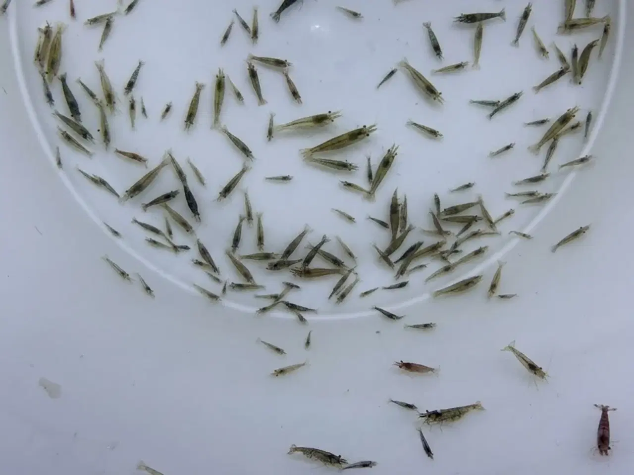 Billede 2 - Flotte mix akvarierejer