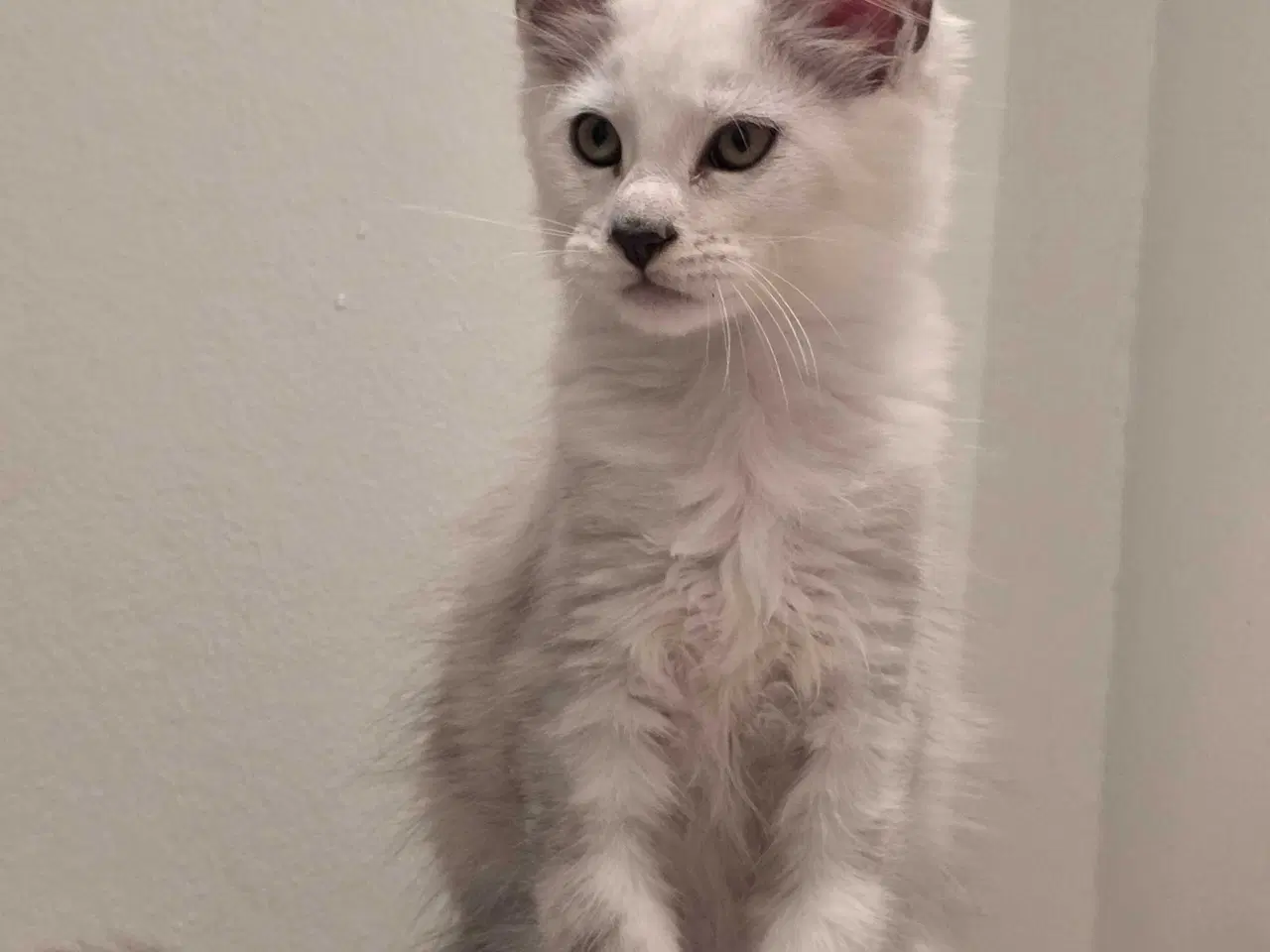 Billede 4 - Shaded dreng mainecoon