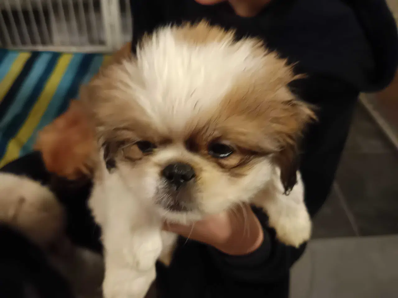 Billede 11 - Lækker hvapse 